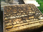 Geöffnetes Bienenvolk