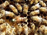 Geöffnetes Bienenvolk